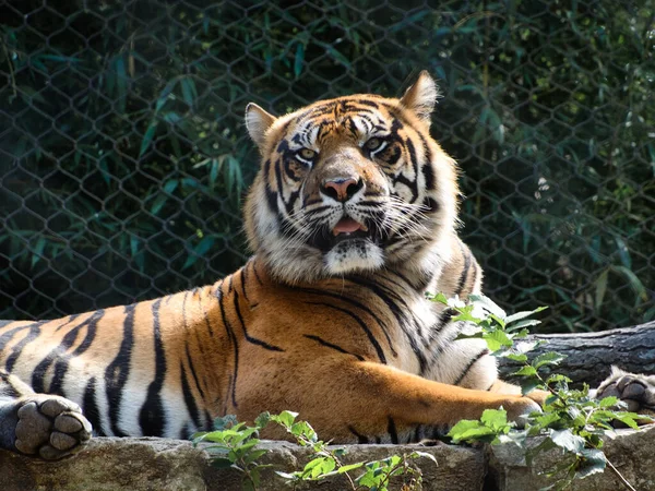 Tigre Zoológico Kansas City Kansas City Missouri — Fotografia de Stock