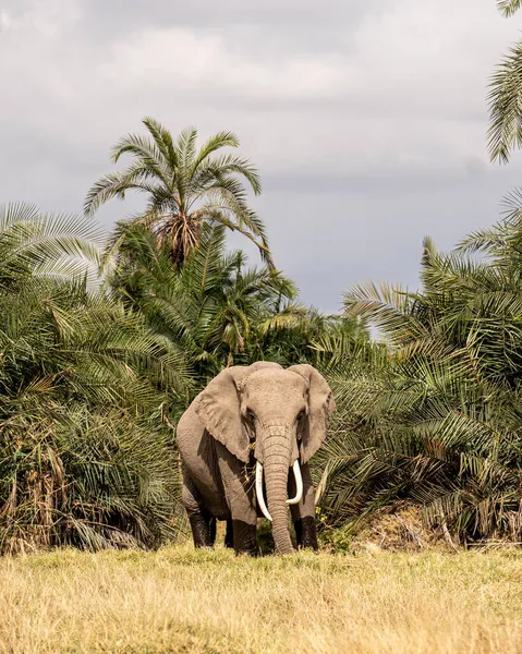 Una Vista Del Elefante Caminando Por Hierba — Foto de Stock