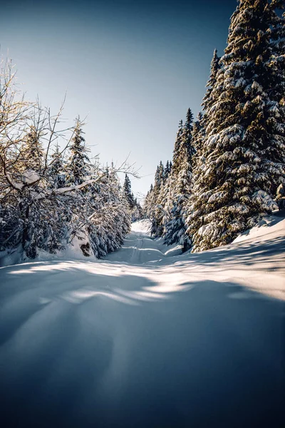 Een Verticale Opname Van Een Prachtig Winterlandschap Met Dennenbomen Bedekt — Stockfoto