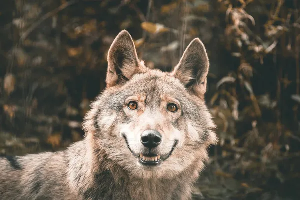 Primo Piano Sul Volto Sorridente Lupo Nel Parco Degli Orsi — Foto Stock