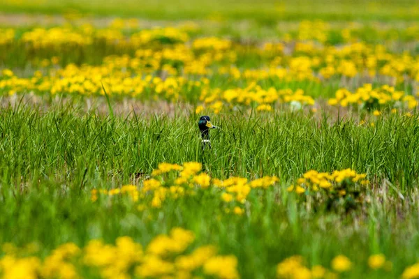Eine Stockente Lugt Ein Blühendes Feld — Stockfoto