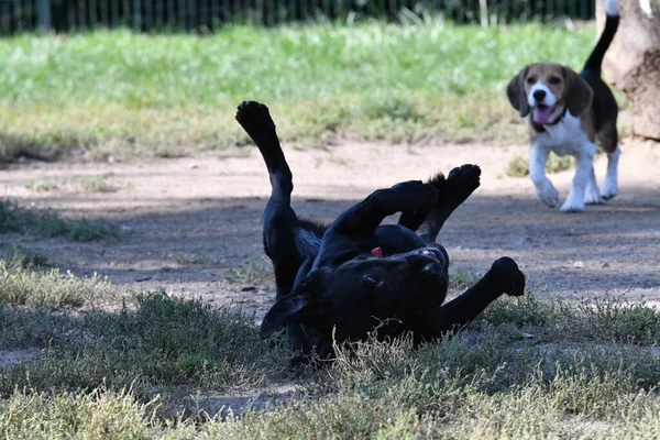 Ein Schwarzer Labrador Retriever Liegt Nach Einem Kampf Boden — Stockfoto
