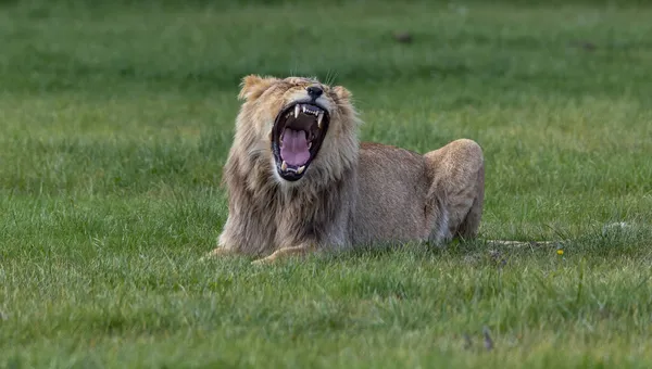Ein Löwe Liegt Und Brüllt Auf Dem Gras — Stockfoto