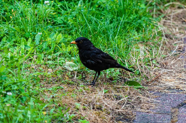 Strzał Bliska Blackbirda Ziemi Pośród Trawy — Zdjęcie stockowe