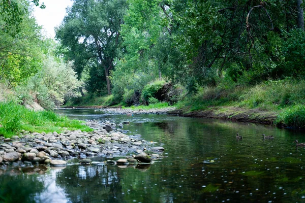 Rio Musgo Uma Floresta — Fotografia de Stock