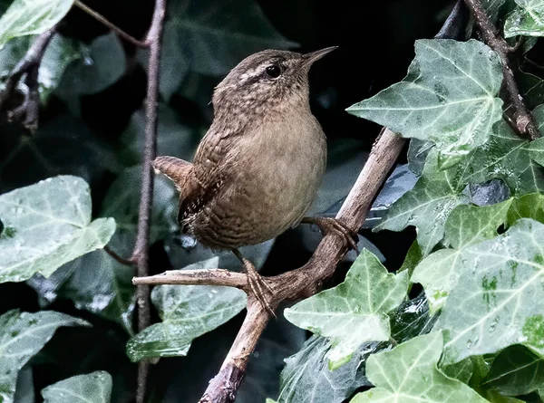 Gros Plan Oiseau Dunnock Perché Sur Une Branche — Photo