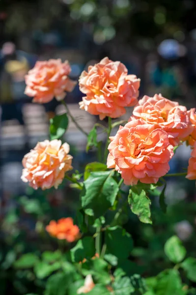 庭のバラの浅い焦点 — ストック写真