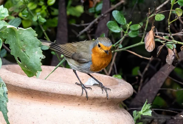 Nahaufnahme Eines Rotkehlchens Das Einem Garten Hockt — Stockfoto