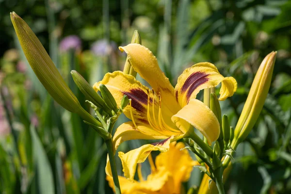 Closeup Beautiful Hemerocallis Flowers Garden — Stock Photo, Image