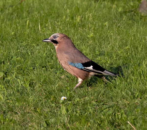 草原のユーラシア ジェイの鳥のクローズアップ — ストック写真