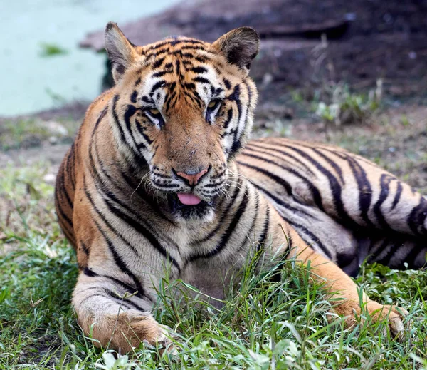 Selektiv Kunglig Bengalisk Tiger Vilar Naturen — Stockfoto