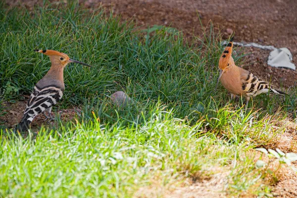 Ein Paar Eurasische Wiedehopfe Hocken Gras — Stockfoto