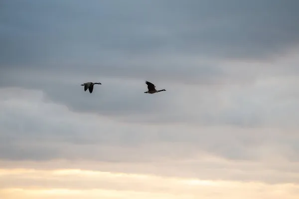 Zwei Kanadagänse Fliegen Gegen Den Blauen Himmel — Stockfoto