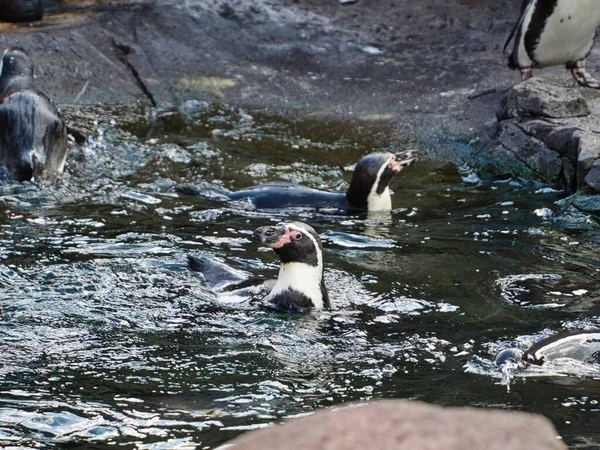カンザスシティ動物園のペンギン ミズーリ州 — ストック写真