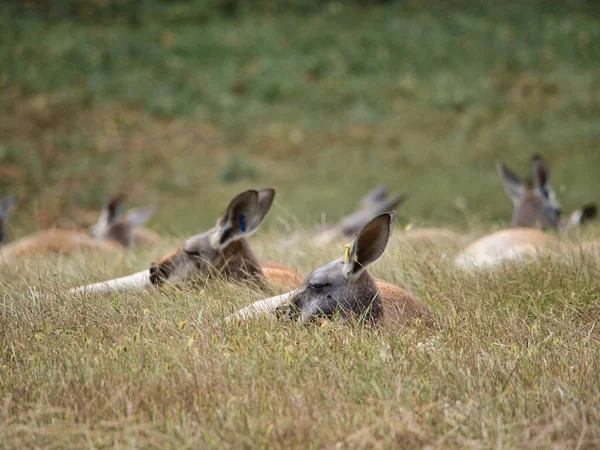 Kansas City Hayvanat Bahçesi Ndeki Yalancı Kangurular — Stok fotoğraf