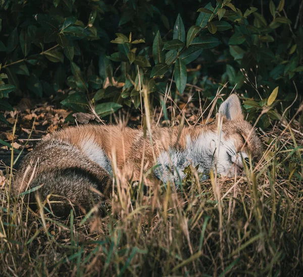 Eine Nahaufnahme Eines Schönen Und Niedlichen Wildfuchses Der Ein Nickerchen — Stockfoto