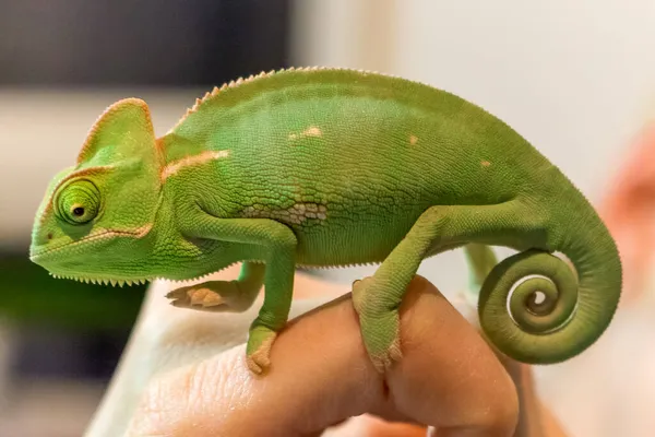 Beautiful Young Yemen Chameleon Curled Tail One Hand — Stock Photo, Image