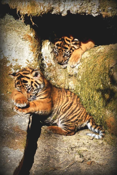 Vertical Shot Adorable Bengal Cubs Lying Rocks Sunlight — Stock Photo, Image