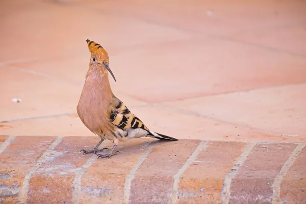 Ytlig Fokusbild Eurasiatisk Hoopoe Placerad Ett Stenräcke — Stockfoto