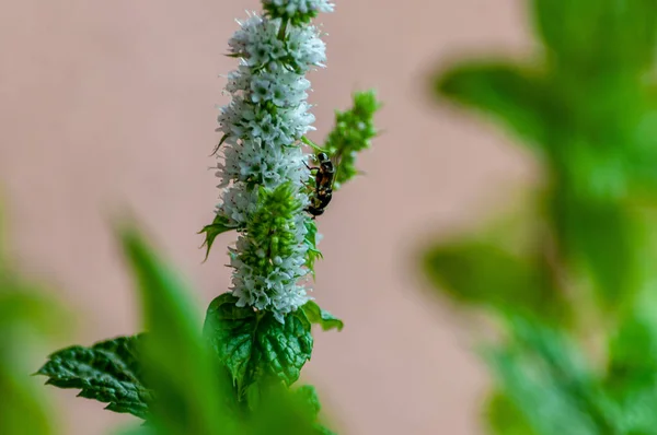 Detailní Záběr Včely Rostlině Mincovny Rozmazaném Pozadí — Stock fotografie