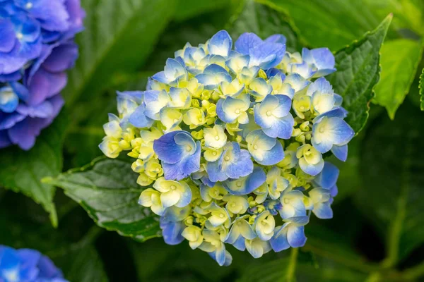 Primer Plano Azul Amarillo Hydrangea Serrata Flores Del Cielo —  Fotos de Stock