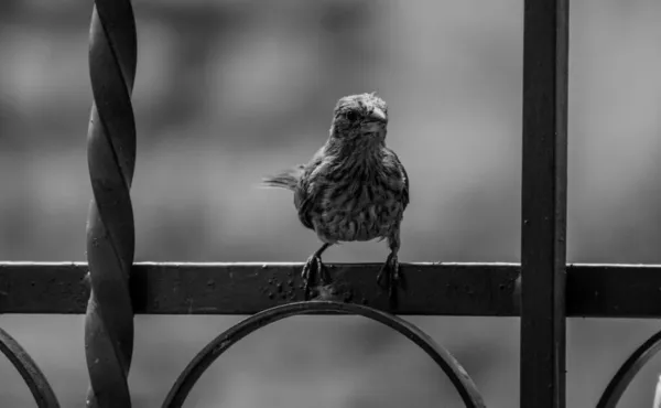 Eine Graustufen Nahaufnahme Eines Spatzenvogels Auf Einem Zaun — Stockfoto