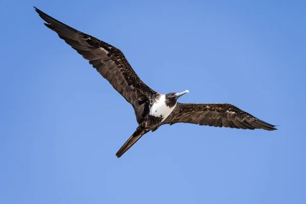 Mavi Gökyüzünde Uçan Bir Kuş — Stok fotoğraf