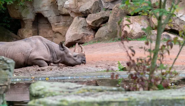 Nahaufnahme Eines Nashorns Einem Zoo Hannover — Stockfoto