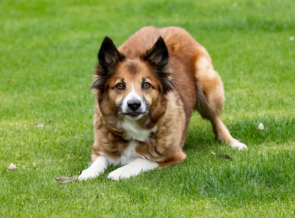 Parkta Kahverengi Bir Zlandalı Çoban Köpeği — Stok fotoğraf