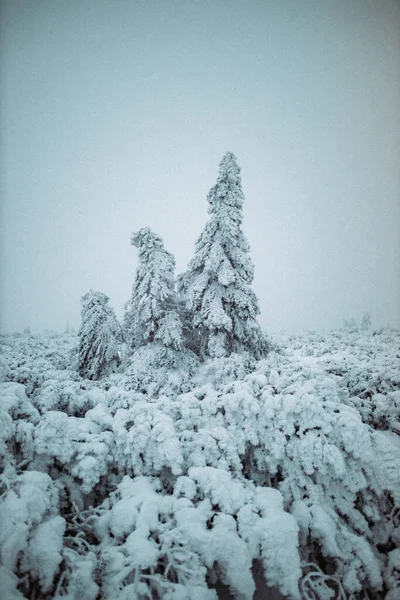 Вертикальна Картина Прекрасного Зимового Краєвиду Ялинами Вкритими Снігом Крконосе Чехія — стокове фото