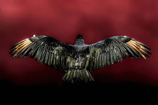 The back of an airborne vulture with wings widespread against a maroon background