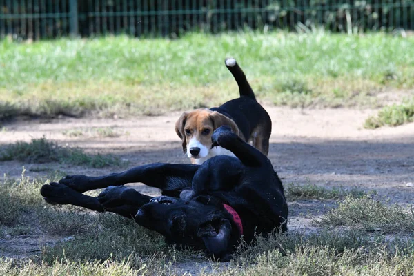Beagle Corriendo Para Ayudar Labrador Retriever Derrotado Lucha — Foto de Stock