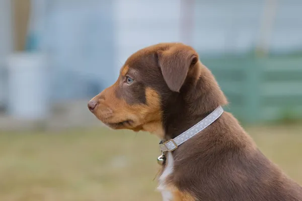 Kelpie Dog Şirin Köpek Avustralyalı Çalışan Köpekler — Stok fotoğraf