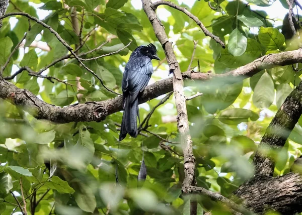 Eine Nahaufnahme Des Großen Klapperschwanzdrongos Dicrurus Paradiseus Auf Einem Ast — Stockfoto