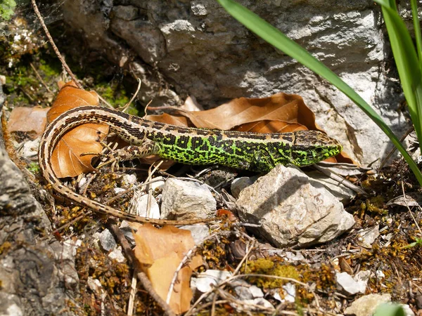 Pequeño Lagarto Macho Arena Hábitat Natural — Foto de Stock