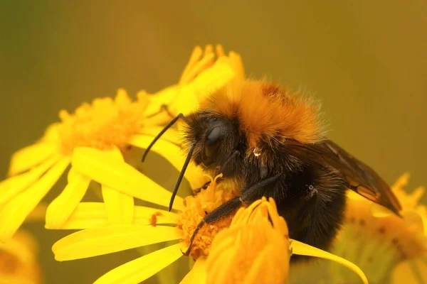 Närbild Drottning Tree Umblebee Bombus Hypnorum Sitter Gul Blomma Vanlig — Stockfoto