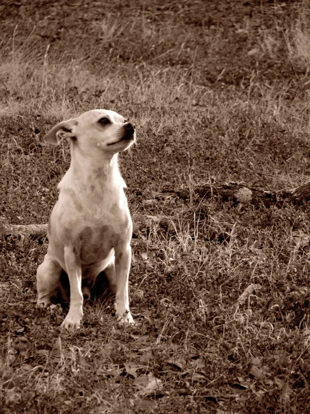 Vertikal Monokrom Bild Hund Äng — Stockfoto