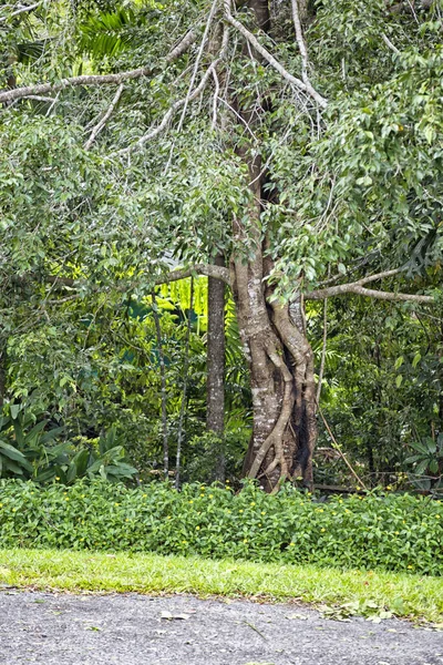 Árvore Tropical Perto Kuranda Tropical North Queensland Austrália — Fotografia de Stock