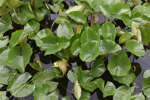 Closeup Folhas Verdes Planta Uma Lagoa — Fotografia de Stock