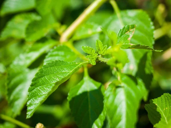 一般的なランタナの新鮮な緑の成長の葉 — ストック写真
