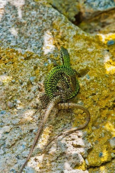 Vertical Closeup Couple Podarcis Muralis Common Wall Lizards — Stock Photo, Image