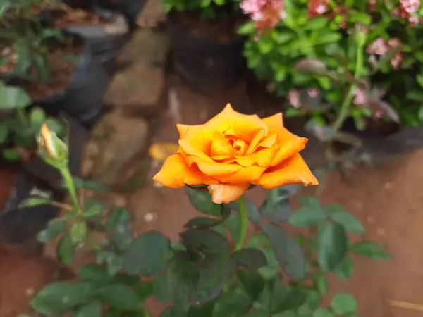 Een Voorgrond Shot Van Een Gele Rose Bloem Verbouwd Tuin — Stockfoto
