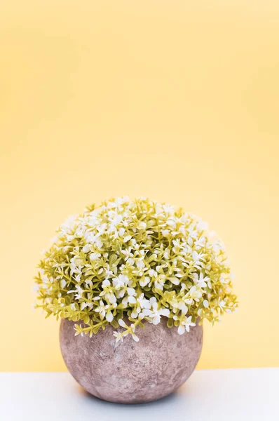 Planta Florescente Vaso Terracota Com Flores Brancas Sobre Fundo Branco — Fotografia de Stock