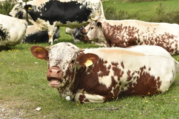 Primer Plano Vacas Relajándose Césped Verde —  Fotos de Stock