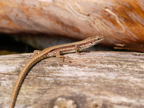 Lagarto Parede Comum Seu Habitat Natural — Fotografia de Stock