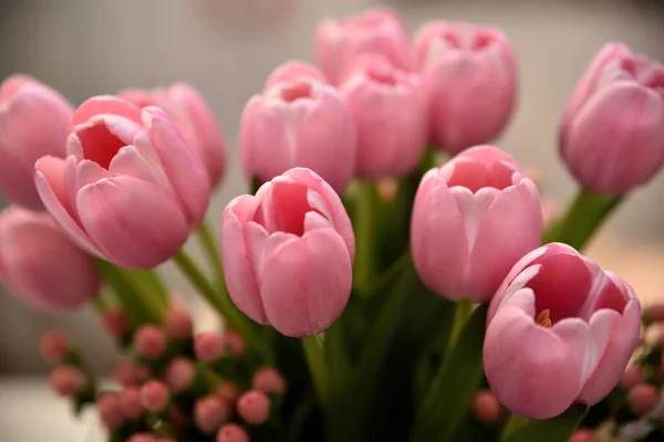Вибірковий Фокус Рожевих Тюльпанів Шпалер Фону — стокове фото