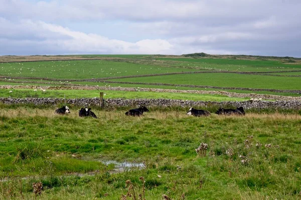 羊在绿色的草地上吃草 — 图库照片