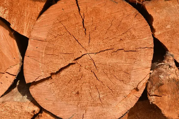 Крупный План Вырубленного Ствола Дерева Обоев Фона — стоковое фото