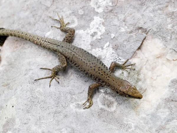 Крупный План Мосорской Скальной Ящерицы Dinarolacerta Mosorensis Хорватии — стоковое фото