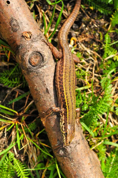 Small Skyros Wall Lizard Its Natural Habitat — Stock Photo, Image